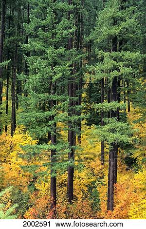 Stock Image - Oregon, Cascade Mountain Range, Pine Trees And Fall Colors. Fotosearch