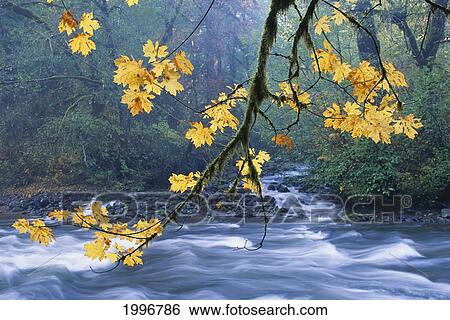 Oregon, Cascade Mountain Range, Yellow Autumn Leaves With Stream View Large Photo Image Stock Photograph - Oregon, Cascade Mountain Range, Yellow Autumn Leaves With Stream. Fotosearch