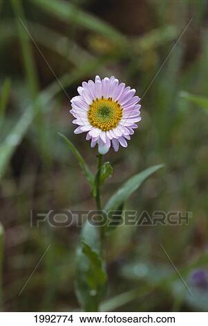 Picture - Oregon, Cascade Mountain's, Alice's Fleabane (Erigeron Alicaea).. Fotosearch