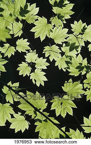 Stock Image - Oregon, Cascade Mountains, Maple Tree Leaves Backlit By Sunlight.. Fotosearch