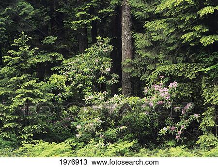 Oregon, Cascade Mountains, Mount Hood National Forest, Rhododendrons Flowers Among Evergreen Growth. View Large Photo Image Stock Image - Oregon, Cascade Mountains, Mount Hood National Forest, Rhododendrons Flowers Among Evergreen Growth.. Fotosearch