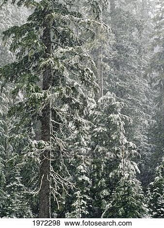 Oregon, Cascade Mountains, Mount Hood National Forest, Snow Storm Among Fir Trees. View Large Photo Image Stock Photo - Oregon, Cascade Mountains, Mount Hood National Forest, Snow Storm Among Fir Trees.. Fotosearch