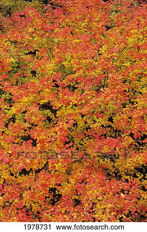 Stock Image - Oregon, Colorful Detail Of Vine Maple Tree Leaves In Autumn, Fall Colors.. Fotosearch