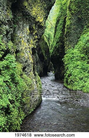 Stock Photo - Oregon, Columbia River Gorge, Oneonta Creek And Gorge.. Fotosearch