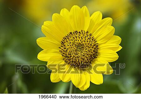 Oregon, Columbia River Gorge, Tom Mccall Preserve, Yellow Arrowleaf Balsamroot Flower. View Large Photo Image Stock Image - Oregon, Columbia River Gorge, Tom Mccall Preserve, Yellow Arrowleaf Balsamroot Flower.. Fotosearch