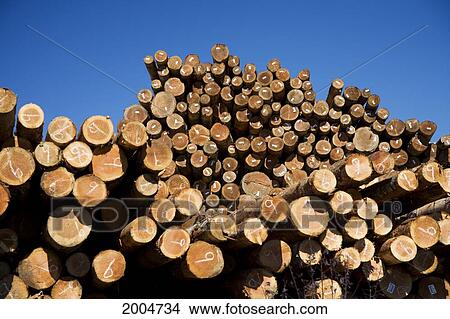 Oregon, Coos Bay, Piles Of Timber At Logging Company. View Large Photo Image Picture - Oregon, Coos Bay, Piles Of Timber At Logging Company.. Fotosearch