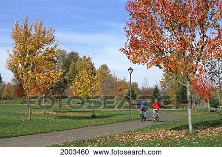 Oregon, Eugene, Couple Bicycle In City Park In Autumn, View From Behind View Large Photo Image Stock Image - Oregon, Eugene, Couple Bicycle In City Park In Autumn, View From Behind. Fotosearch