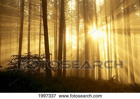 Stock Photo - Oregon, Eugene, Spencer Butte Park Sunlight Filters Through Fog, Trees In Forest A24E. Fotosearch