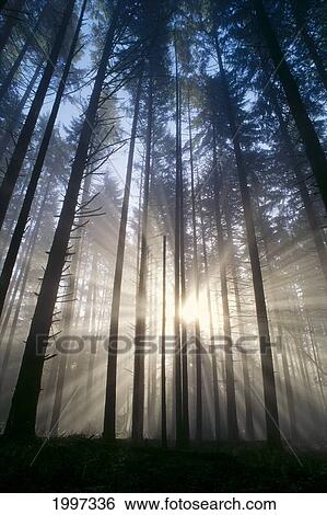 Stock Photograph - Oregon, Eugene, Spencer Butte Park, Fog, Sunburst, Trees In Forest A25H. Fotosearch