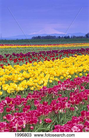 Stock Image - Oregon, Field Of Tulips Grow In Rows Of Color, Mt. Angel In Distant Background A50J. Fotosearch