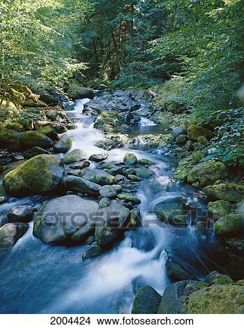 Picture - Oregon, French Pete Creek Three Sisters Wilderness, Rushing Water In Stream, Greenery. Fotosearch
