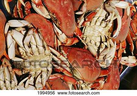 Stock Photograph - Oregon, Garibaldi, Crabbing, Commercial Fishing Industry. Fotosearch