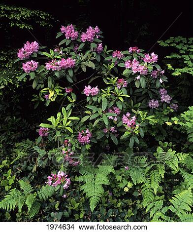 Oregon, Mount Hood National Forest, Cascade Mountains, Rhododendron Blossoms. View Large Photo Image Picture - Oregon, Mount Hood National Forest, Cascade Mountains, Rhododendron Blossoms.. Fotosearch
