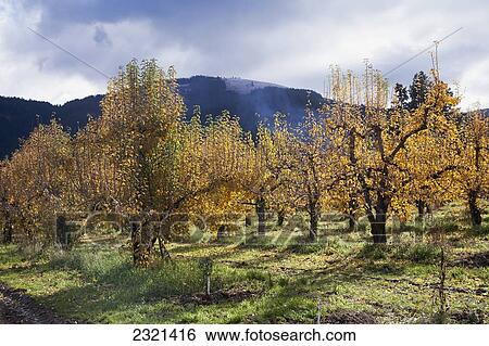 Stock Photograph - Oregon, Mount Hood, Orchard Near The Hood River.. Fotosearch