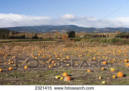 Stock Photography - Oregon, Mount Hood, Pumpkin Patch Near The Hood River.. Fotosearch