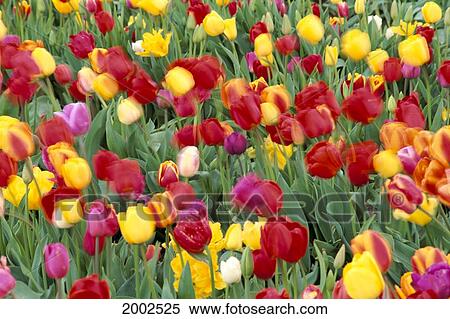 Oregon, Mt. Angel, Colorful Field Of Tulips, Blurred View Large Photo Image Stock Photography - Oregon, Mt. Angel, Colorful Field Of Tulips, Blurred. Fotosearch