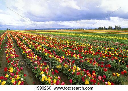 Oregon, Mt. Angel, Field Of Tulips Wooden Shoe Tulip Co. View Large Photo Image Stock Image - Oregon, Mt. Angel, Field Of Tulips Wooden Shoe Tulip Co.. Fotosearch