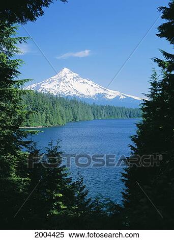 Oregon, Mt. Hood National Forest, Lost Lake And Mt. Hood Snow Covered, Blue Skies View Large Photo Image Stock Photography - Oregon, Mt. Hood National Forest, Lost Lake And Mt. Hood Snow Covered, Blue Skies. Fotosearch