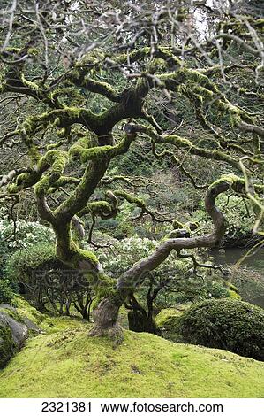 Oregon, Portland, Japanese Cultural Park And Gardens, Gnarled Tree With Foliage. View Large Photo Image Stock Image - Oregon, Portland, Japanese Cultural Park And Gardens, Gnarled Tree With Foliage.. Fotosearch