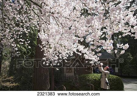 Stock Image - Oregon, Portland, Japanese Cultural Park And Gardens, Woman Picking Blossoms Of A Cherry Tree.. Fotosearch
