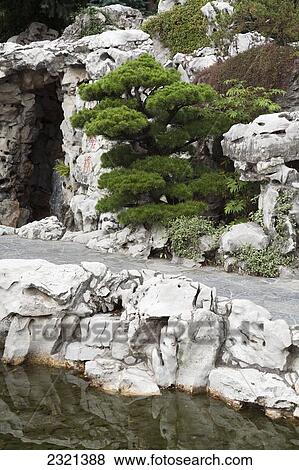 Stock Photo - Oregon, Portland, Lan Su Chinese Gardens, Bonsai Tree And White Rock Formations.. Fotosearch