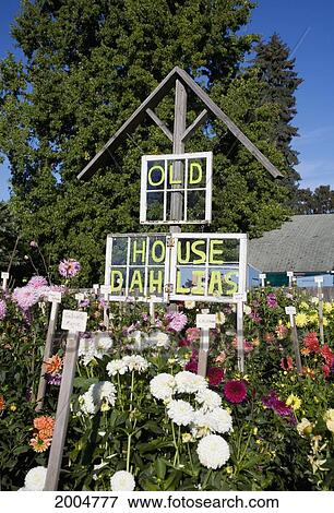 Oregon, Portland, Old House Dahlias Garden Near Mount Tabor. Editorial Use Only. View Large Photo Image Stock Photo - Oregon, Portland, Old House Dahlias Garden Near Mount Tabor. Editorial Use Only.. Fotosearch