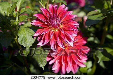 Oregon, Portland, Pink Dahlia Blossoms In Old House Dahlias Garden Near Mount Tabor. View Large Photo Image Stock Photo - Oregon, Portland, Pink Dahlia Blossoms In Old House Dahlias Garden Near Mount Tabor.. Fotosearch