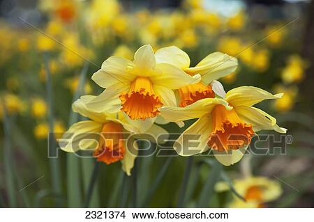 Oregon, Portland, Rose Garden, Bright Orange And Yellow Daffodils In Bloom. View Large Photo Image Picture - Oregon, Portland, Rose Garden, Bright Orange And Yellow Daffodils In Bloom.. Fotosearch