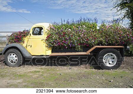 Picture - Oregon, Portland, Sauvie Island, Rustic Farm Truck Planter Overflowing With Flowers.. Fotosearch