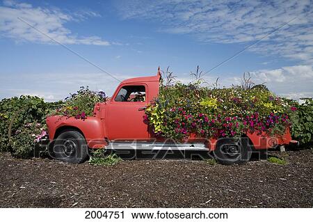 Stock Image - Oregon, Portland, Sauvie Island, Rustic Farm Truck Planter Overflowing With Flowers.. Fotosearch