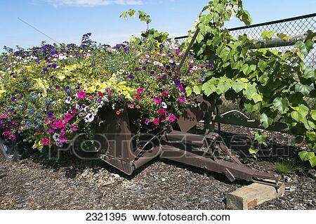 Stock Photography - Oregon, Portland, Sauvie Island, Rustic Wheelbarrow Planter Overflowing With Flowers.. Fotosearch