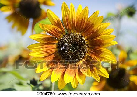Oregon, Portland, Sauvie Island, Sunflower Hybrid And Bee. View Large Photo Image Stock Image - Oregon, Portland, Sauvie Island, Sunflower Hybrid And Bee.. Fotosearch