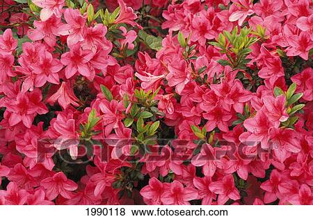 Stock Photo - Oregon, Portland, Washington Park, Azalea Blossoms. Fotosearch