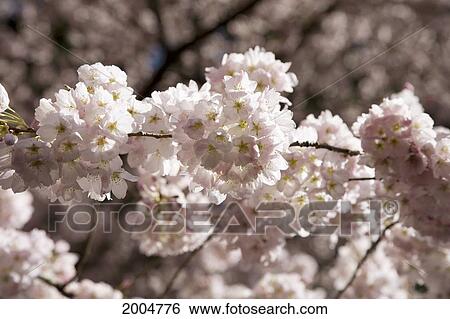 Oregon, Portland, Washington Park, Japanese Gardens - Japanese Garden Society Of Oregon, Close-Up Of Pink Cherry Blossoms On Tree. View Large Photo Image Stock Photograph - Oregon, Portland, Washington Park, Japanese Gardens - Japanese Garden Society Of Oregon, Close-Up Of Pink Cherry Blossoms On Tree.. Fotosearch