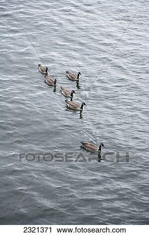 Stock Image - Oregon, Portland, Willamette River, Group Of Ducks Swimming In River.. Fotosearch