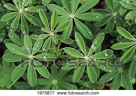 Stock Photo - Oregon, Raindrops On Lupine Leaves.. Fotosearch