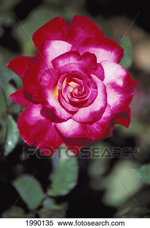 Oregon, Red/Pink Rose Close-Up View Large Photo Image Stock Photography - Oregon, Red/Pink Rose Close-Up. Fotosearch