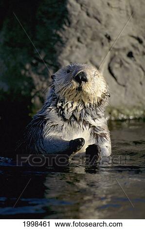Oregon, Sea Otter (Enhydra Lutris) Winks In Sunlight, Sitting Up, Paws View Large Photo Image Stock Image - Oregon, Sea Otter (Enhydra Lutris) Winks In Sunlight, Sitting Up, Paws. Fotosearch
