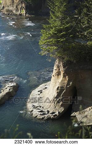 Oregon, Southern Coast, Sea Lions Sunning On Rock Near Newport. View Large Photo Image Stock Image - Oregon, Southern Coast, Sea Lions Sunning On Rock Near Newport.. Fotosearch