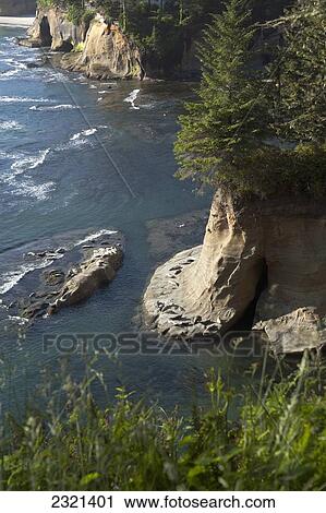 Stock Image - Oregon, Southern Coast, Sea Lions Sunning On Rock Near Newport.. Fotosearch