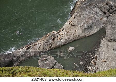 Oregon, Southern Coast, Sea Lions Sunning On Rock Near Newport. View Large Photo Image Stock Image - Oregon, Southern Coast, Sea Lions Sunning On Rock Near Newport.. Fotosearch