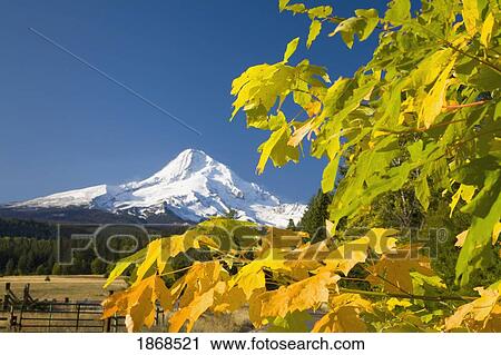Stock Image - Oregon, United States Of America; Mount Hood From Hood River Valley And A Tree With Autumn Colors. Fotosearch
