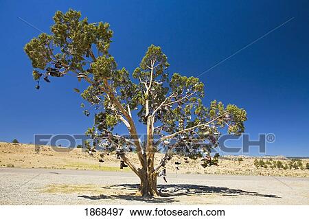 Oregon, United States Of America, Tree With Shoes Tied To It View Large Photo Image Stock Photo - Oregon, United States Of America, Tree With Shoes Tied To It. Fotosearch