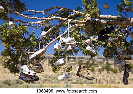 Oregon, United States Of America; Tree With Shoes Tied To It View Large Photo Image Stock Photo - Oregon, United States Of America; Tree With Shoes Tied To It. Fotosearch