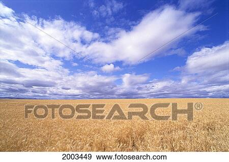 Stock Photo - Oregon, View Of Large Wheat Field Against A Blue Sky With Large White Clouds. Fotosearch