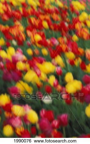 Oregon, Willamette, Mt. Angel, Colorful Tulips Wooden Shoe Tulip Company View Large Photo Image Stock Photograph - Oregon, Willamette, Mt. Angel, Colorful Tulips Wooden Shoe Tulip Company. Fotosearch