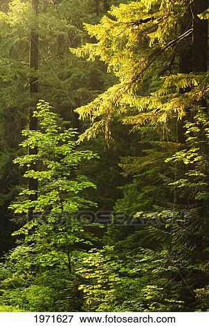 Stock Photo - Oregon, Willamette Natioal Forest, Trailbridge Reservoir, Evergreen Trees In Early Morning Sunlight.. Fotosearch