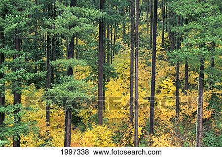 Oregon, Willamette National Forest, Vine Maple And Douglas Fir Trees In Fall, Green And Yellow Colors A24B View Large Photo Image Stock Photo - Oregon, Willamette National Forest, Vine Maple And Douglas Fir Trees In Fall, Green And Yellow Colors A24B. Fotosearch