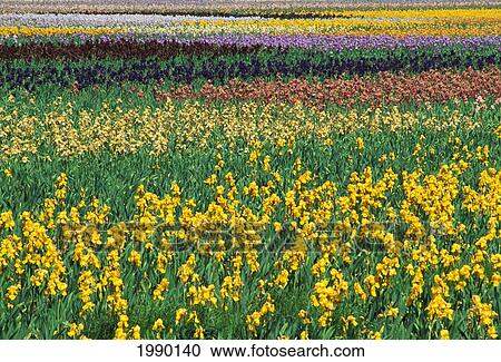 Stock Image - Oregon, Willamette, Schreiner's Iris Gardens, Field Of Blooming Iris Flowers. Fotosearch