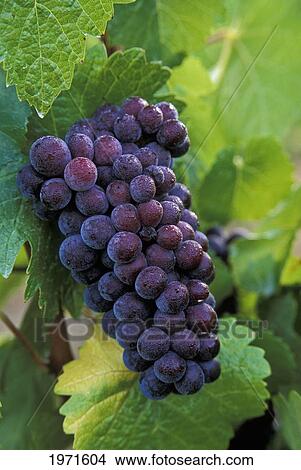 Oregon, Willamette Valley, Domaine Meriwether Vineyards, Pinot Noir Grapes On Vine With Early Morning Dew. View Large Photo Image Picture - Oregon, Willamette Valley, Domaine Meriwether Vineyards, Pinot Noir Grapes On Vine With Early Morning Dew.. Fotosearch